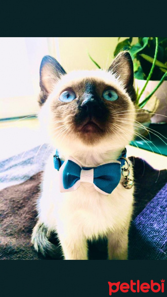 Siyam Kedisi, Kedi  LOKUM fotoğrafı