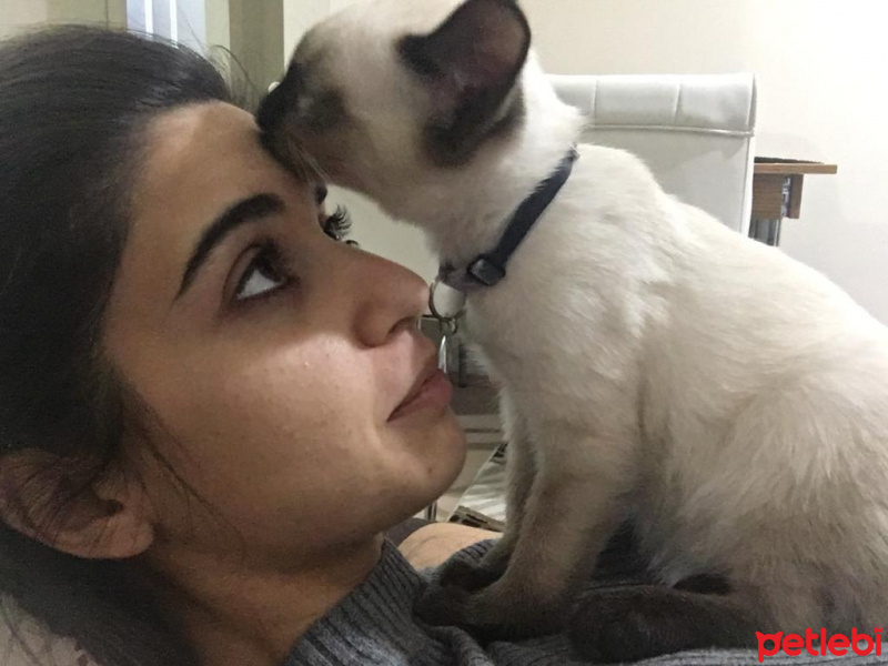 Siyam Kedisi, Kedi  LOKUM fotoğrafı