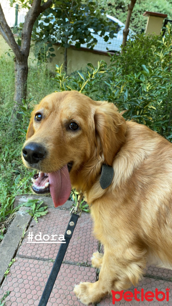 Golden Retriever, Köpek  Dora fotoğrafı