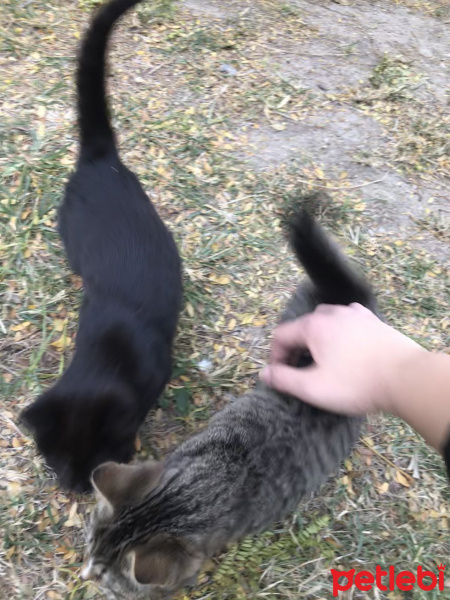 Bombay, Kedi  ismi yok fotoğrafı