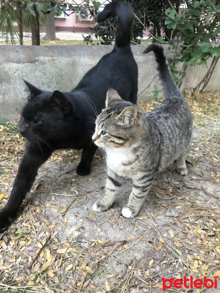 Bombay, Kedi  tatlı mı tatlı bebekler yuva bulsun fotoğrafı