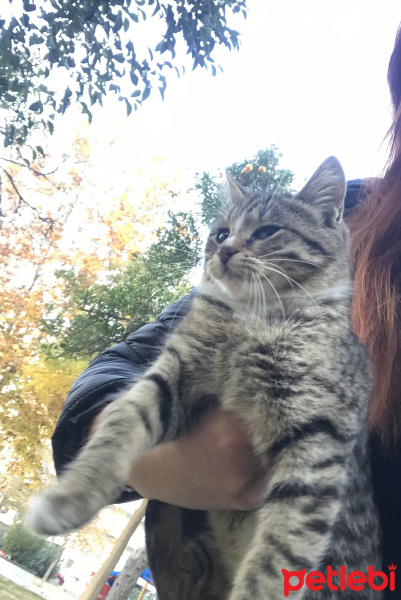 Bombay, Kedi  tatlı mı tatlı bebekler yuva bulsun fotoğrafı