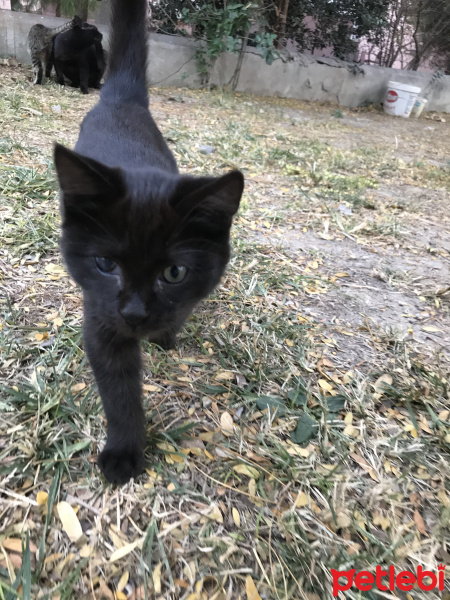 Bombay, Kedi  tatlı mı tatlı bebekler yuva bulsun fotoğrafı