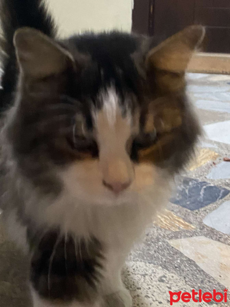 Tekir Kedi, Kedi  Hector fotoğrafı