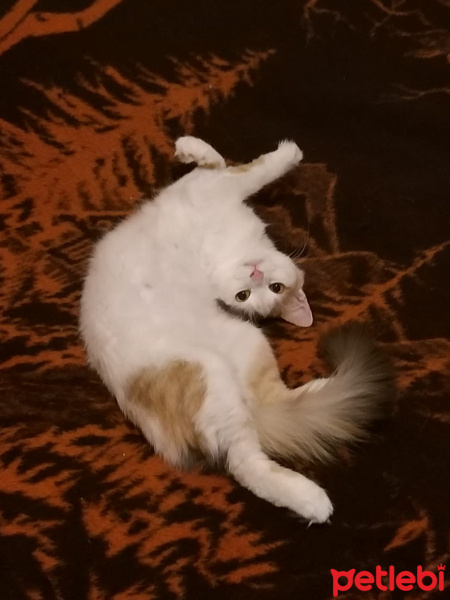 Tekir Kedi, Kedi  Arsız fotoğrafı