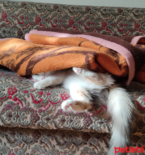 Tekir Kedi, Kedi  Arsız fotoğrafı