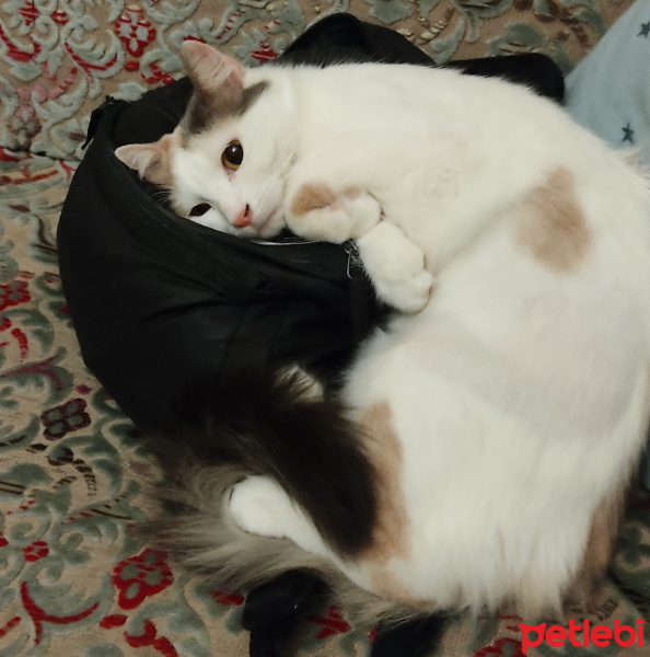 Tekir Kedi, Kedi  Arsız fotoğrafı