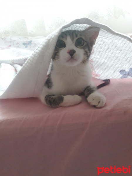 Tekir Kedi, Kedi  Bobi fotoğrafı