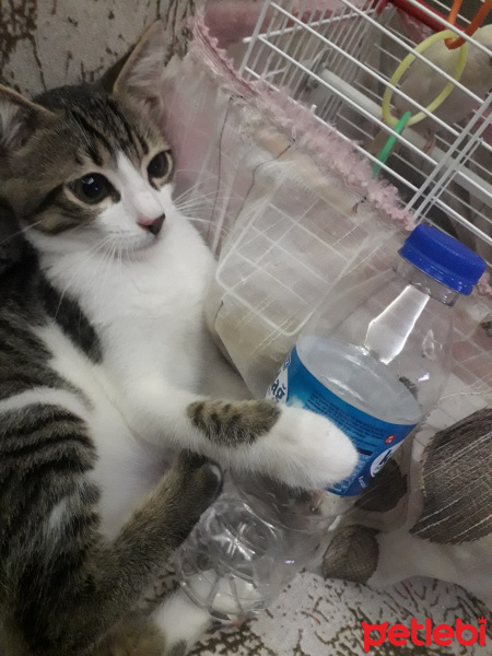 Tekir Kedi, Kedi  Bobi fotoğrafı