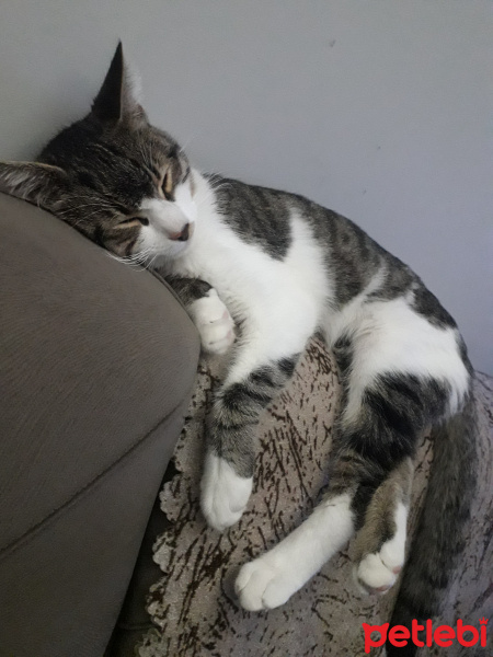 Tekir Kedi, Kedi  Bobi fotoğrafı