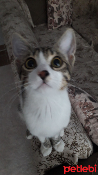 Tekir Kedi, Kedi  Bobi fotoğrafı