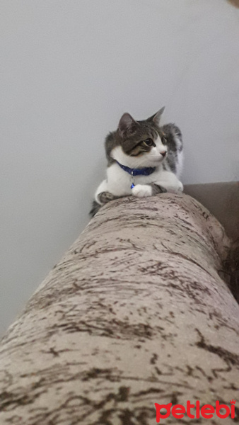 Tekir Kedi, Kedi  Bobi fotoğrafı