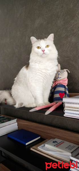 İran Kedisi (Persian), Kedi  Miso fotoğrafı