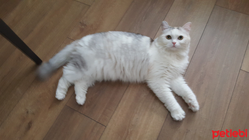İran Kedisi (Persian), Kedi  Miso fotoğrafı