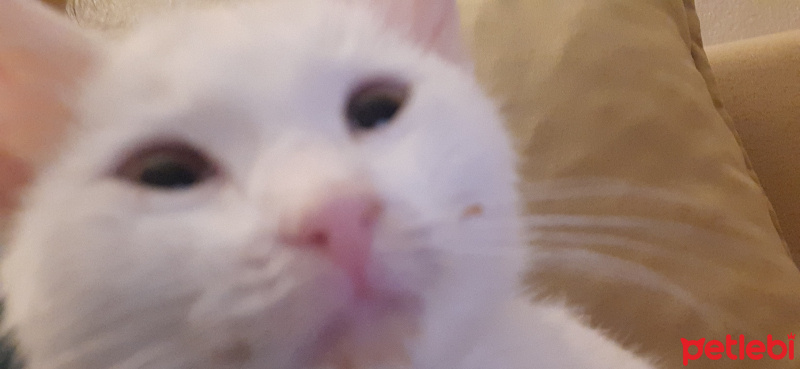 Ankara Kedisi, Kedi  Peynir fotoğrafı