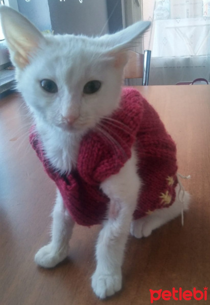 Ankara Kedisi, Kedi  Peynir fotoğrafı