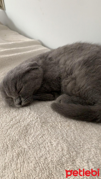 Scottish Fold, Kedi  Tefo fotoğrafı