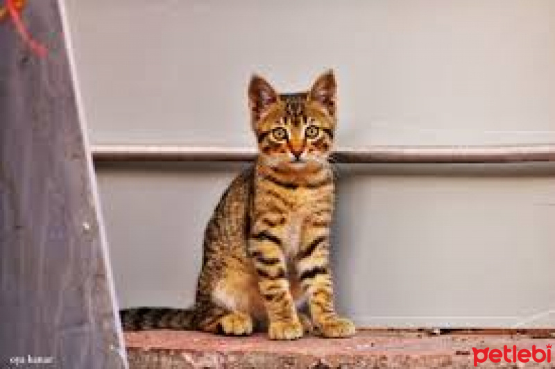 Tekir Kedi, Kedi  mia fotoğrafı