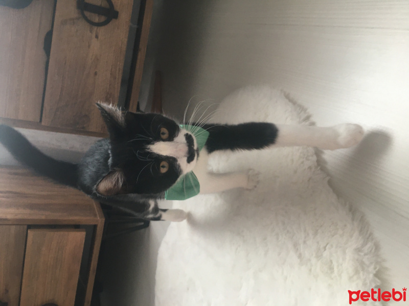 Tuxedo (Smokin) Kedi, Kedi  Pala fotoğrafı