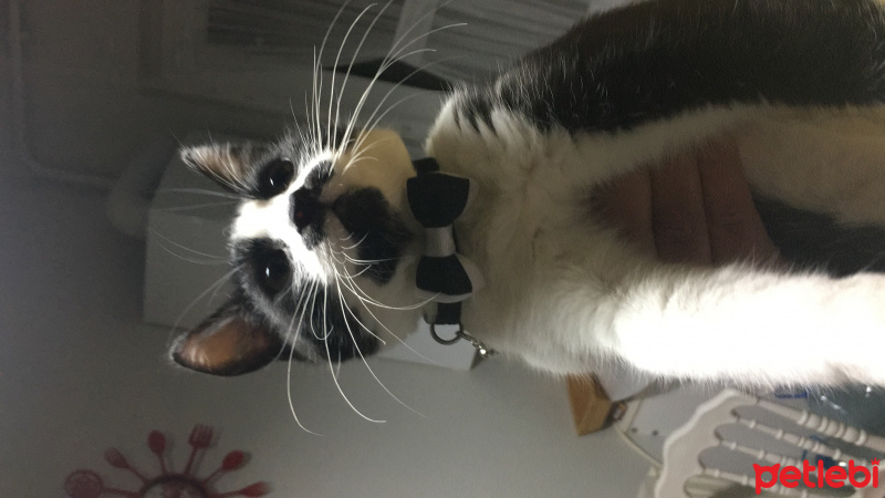 Tuxedo (Smokin) Kedi, Kedi  Pala fotoğrafı