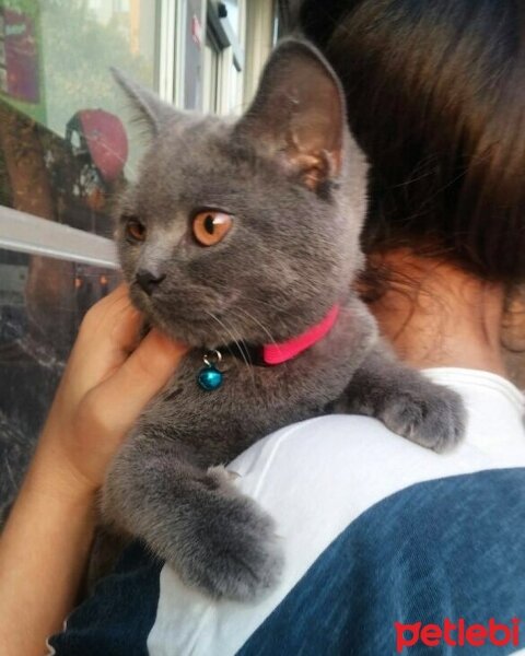 British Shorthair, Kedi  Argos fotoğrafı