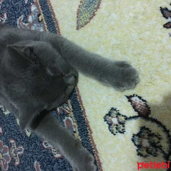 British Shorthair, Kedi  Argos fotoğrafı