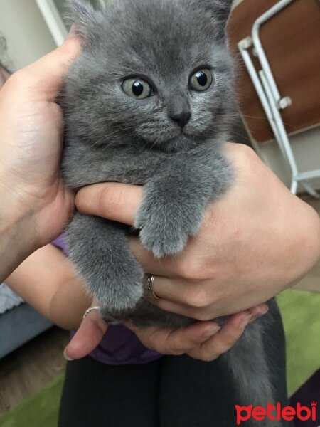 British Shorthair, Kedi  Argos fotoğrafı