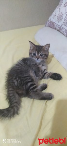 British Shorthair, Kedi  Lily fotoğrafı