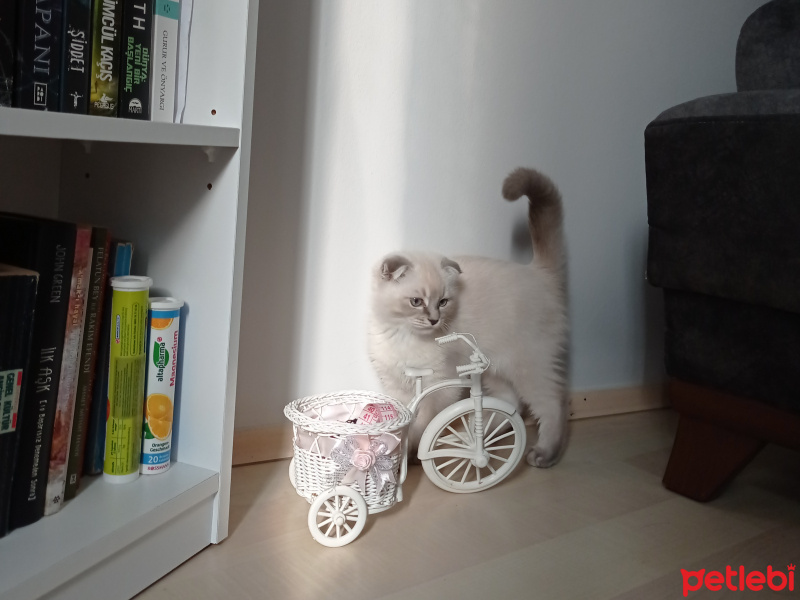 Scottish Fold, Kedi  Güneş fotoğrafı