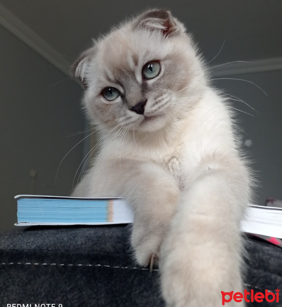 Scottish Fold, Kedi  Güneş fotoğrafı