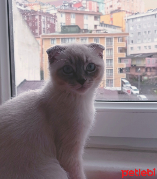 Scottish Fold, Kedi  Güneş fotoğrafı