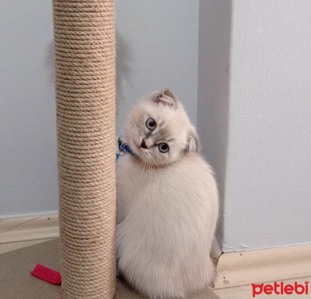 Scottish Fold, Kedi  Güneş fotoğrafı