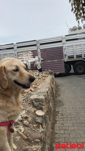 Golden Retriever, Köpek  Köpük fotoğrafı