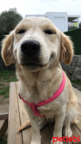 Golden Retriever, Köpek  Yulaf fotoğrafı