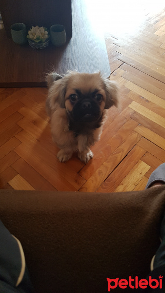 Pekingese, Köpek  Mila fotoğrafı
