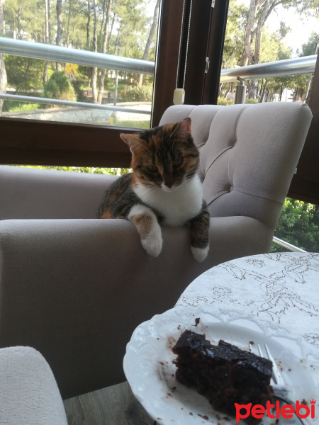 Tekir Kedi, Kedi  Pati fotoğrafı
