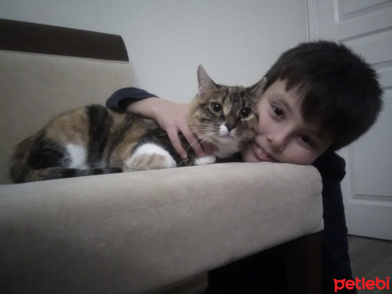 Tekir Kedi, Kedi  Pati fotoğrafı