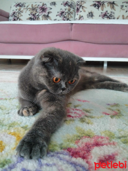 Scottish Fold, Kedi  mia fotoğrafı