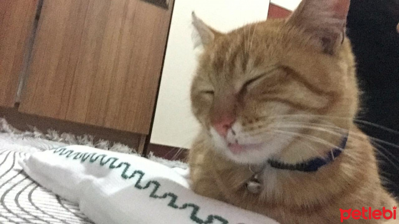 Sarman, Kedi  bal fotoğrafı