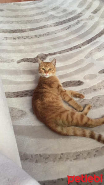 Sarman, Kedi  bal fotoğrafı
