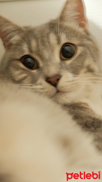 Tekir Kedi, Kedi  Müezza fotoğrafı