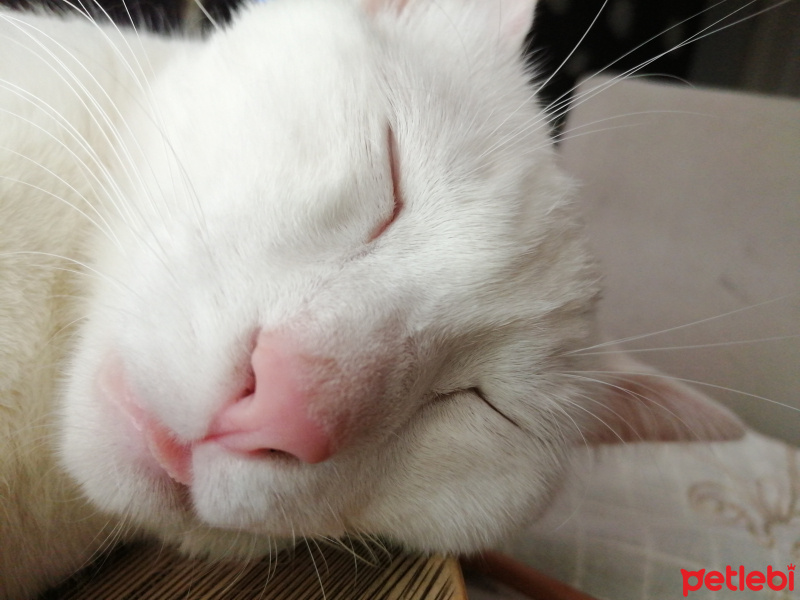 Tekir Kedi, Kedi  Milka fotoğrafı