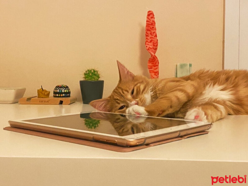 Sarman, Kedi  Sushi fotoğrafı