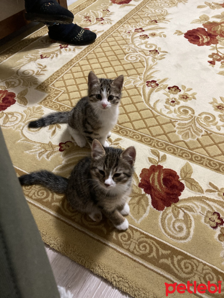 Tekir Kedi, Kedi  Duman fotoğrafı