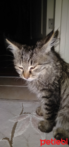 Maine Coon, Kedi  Zeus fotoğrafı