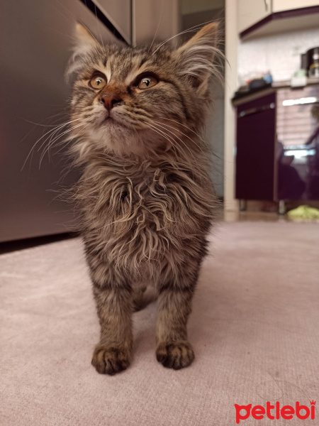 Maine Coon, Kedi  Zeus fotoğrafı