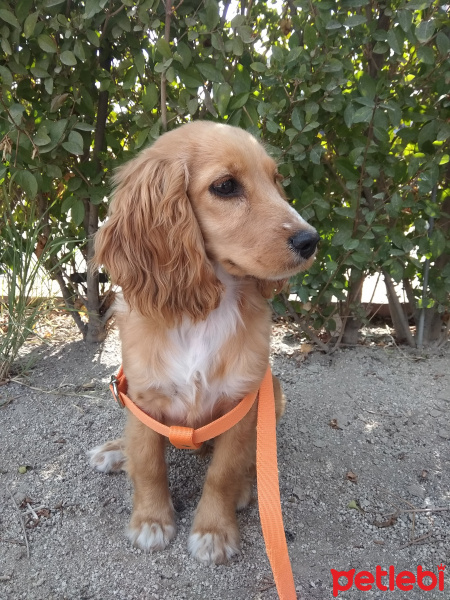 İngiliz Cocker Spaniel, Köpek  Kontes fotoğrafı