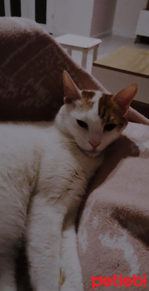 Tekir Kedi, Kedi  Badem fotoğrafı