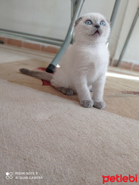 Scottish Fold, Kedi  Lili fotoğrafı