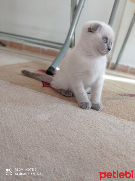 Scottish Fold, Kedi  Lili fotoğrafı